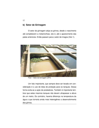 12 
b) Setor de Girinagem 
O setor de girinagem aloja os girinos, desde o nascimento 
até completarem a metamorfose, isto é, até o aparecimento das 
patas anteriores. Então passam para o setor de imagos (foto 1). 
Foto 1 Setor de Girinagem (UFV) 
Um fato importante, que sempre deve ser levado em con-sideração 
é o uso de telas de proteção para os tanques. Dessa 
forma evita-se a ação de predadores. Também é importante lem-brar 
que estes mesmos tanques não devem ultrapassar a altura 
de um metro. Do contrário, haveria diferença na temperatura da 
água o que tornaria ainda mais heterogêneo o desenvolvimento 
dos girinos. 
 