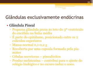 Glândulas exclusivamente endócrinas
• Glândula Pineal
▫ Pequena glândula presa ao teto do 3º ventrículo
do encéfalo na linha média
▫ É parte do epitálamo, posicionada entre os 2
coliculos superiores
▫ Massa normal 0,1-0,2 g
▫ Recoberta por uma capsula formada pela pia-
máter
▫ Células secretoras – pinealócitos
▫ Produz melatonina – contribui para o ajuste do
relógio biológico e no escuro induz o sono.
55
AF II - Raquel González
Gregório
 
