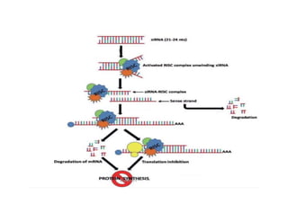 Mechanism of siRNA Mediated Gene Silencing | PDF