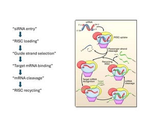 Mechanism of siRNA Mediated Gene Silencing | PDF
