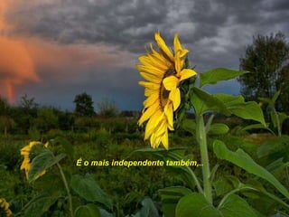 É o mais independente também,.. 