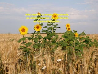 Não importa o tempo, a ausência, os adiantamentos, as distâncias, as impossibilidades... 