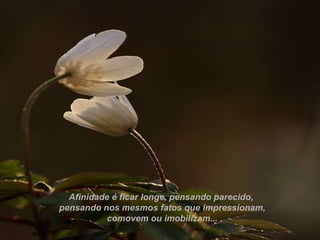 Afinidade é ficar longe, pensando parecido,  pensando nos mesmos fatos que impressionam, comovem ou imobilizam... 