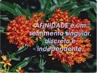 Afinidade -  Artur da Távola