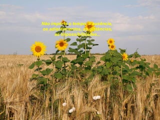 Não importa o tempo, a ausência,
os adiantamentos, as distâncias,
      as impossibilidades...
 