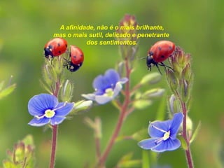 A afinidade, não é o mais brilhante,
mas o mais sutil, delicado e penetrante
          dos sentimentos.
 