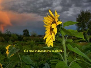 É o mais independente também,..
 