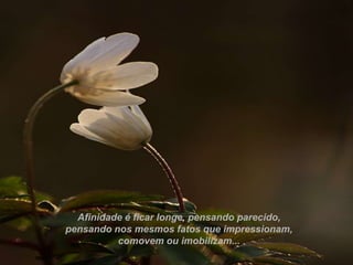 Afinidade é ficar longe, pensando parecido,
pensando nos mesmos fatos que impressionam,
          comovem ou imobilizam...
 