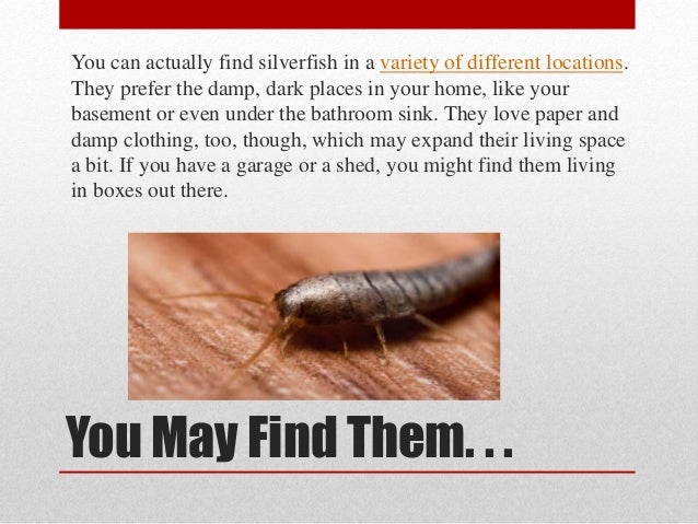 A Fishy Problem Preventing Silverfish In Your Home
