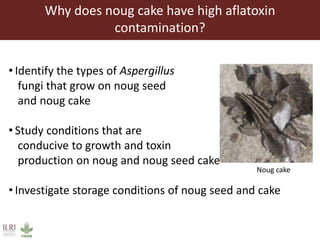 Aflatoxin analysis of dairy feeds in the Greater Addis Ababa milk shed, Ethiopia