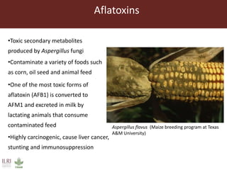 Aflatoxin analysis of dairy feeds in the Greater Addis Ababa milk shed, Ethiopia
