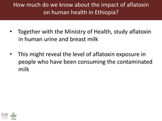 Aflatoxin analysis of dairy feeds in the Greater Addis Ababa milk shed, Ethiopia
