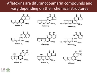 Aflatoxin analysis of dairy feeds in the Greater Addis Ababa milk shed, Ethiopia