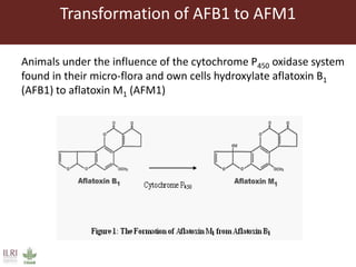 Aflatoxin analysis of dairy feeds in the Greater Addis Ababa milk shed, Ethiopia