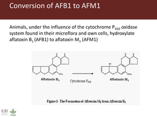 Aflatoxin analysis of dairy feeds and milk in the Greater Addis Ababa milk shed, Ethiopia