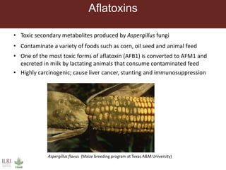 Aflatoxin analysis of dairy feeds and milk in the Greater Addis Ababa milk shed, Ethiopia