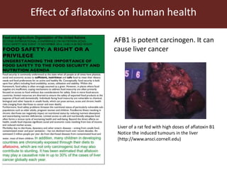Aflatoxin analysis of dairy feeds and milk in the Greater Addis Ababa milk shed, Ethiopia