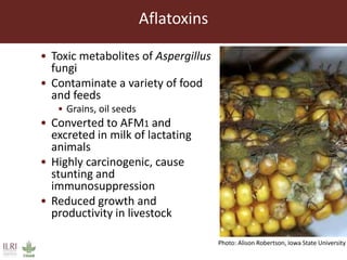 Aflatoxin M1 contamination of milk in the greater Addis Ababa milk shed, Ethiopia