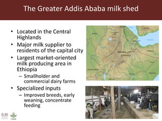 Aflatoxin M1 contamination of milk in the greater Addis Ababa milk shed, Ethiopia