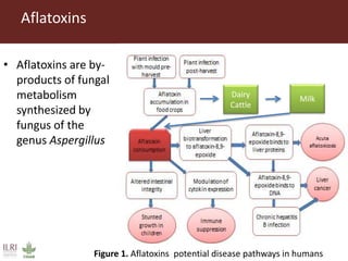 Direct market costs of aflatoxins in Kenyan dairy value chain