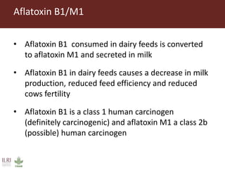Direct market costs of aflatoxins in Kenyan dairy value chain