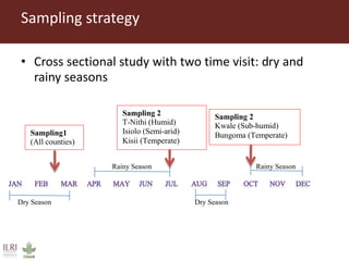 Direct market costs of aflatoxins in Kenyan dairy value chain