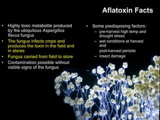 Aflatoxin impacts and management | PDF