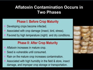 Aflatoxin impacts and management | PDF