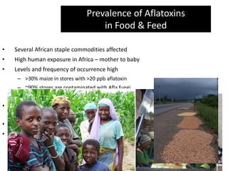 Curated visual reference: Picture Idea: Aflatoxin Impacts And Management