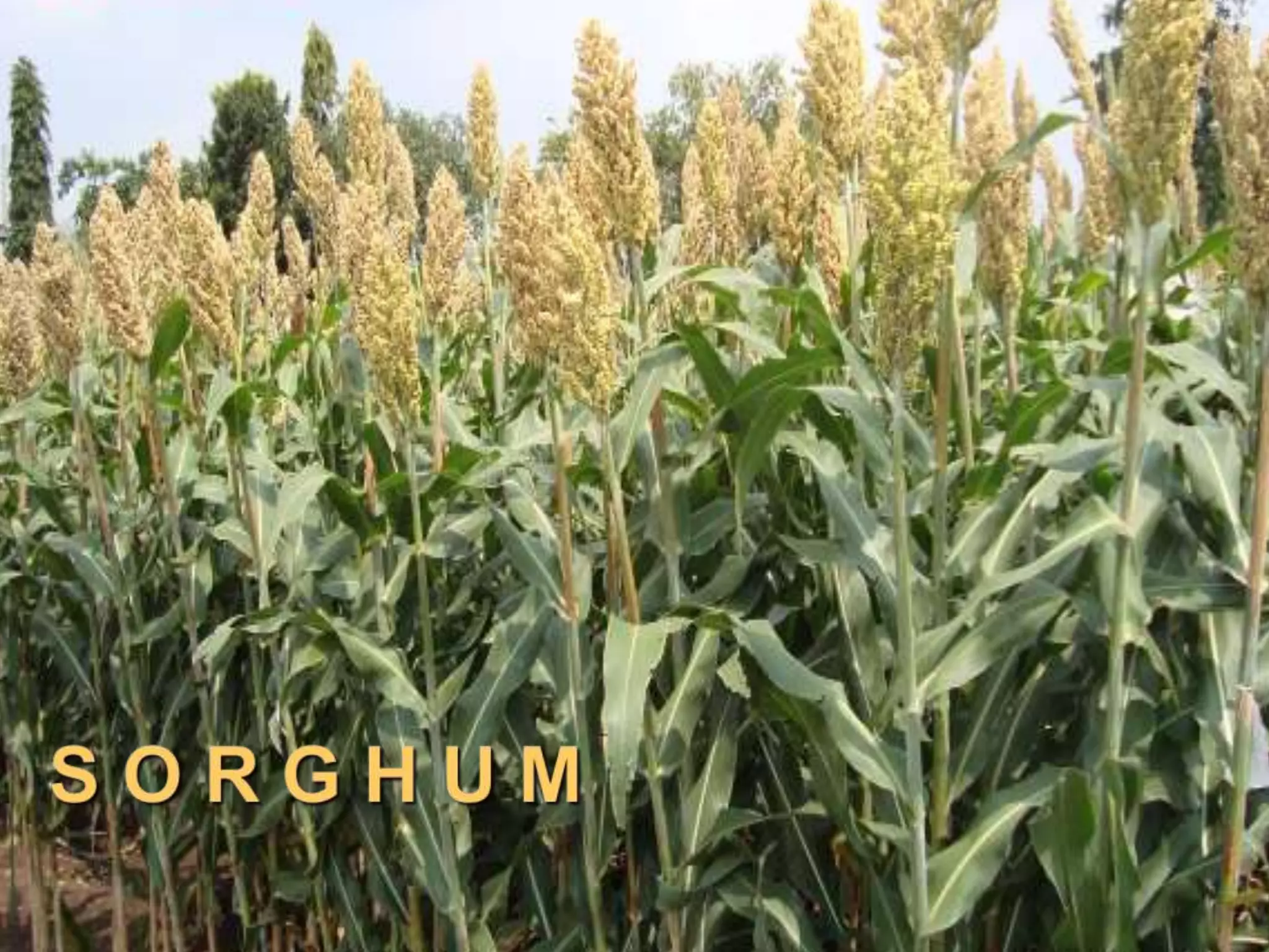 Aflatoxin Contamination in Cereals: Rice, Maize and Sorghum | PPT