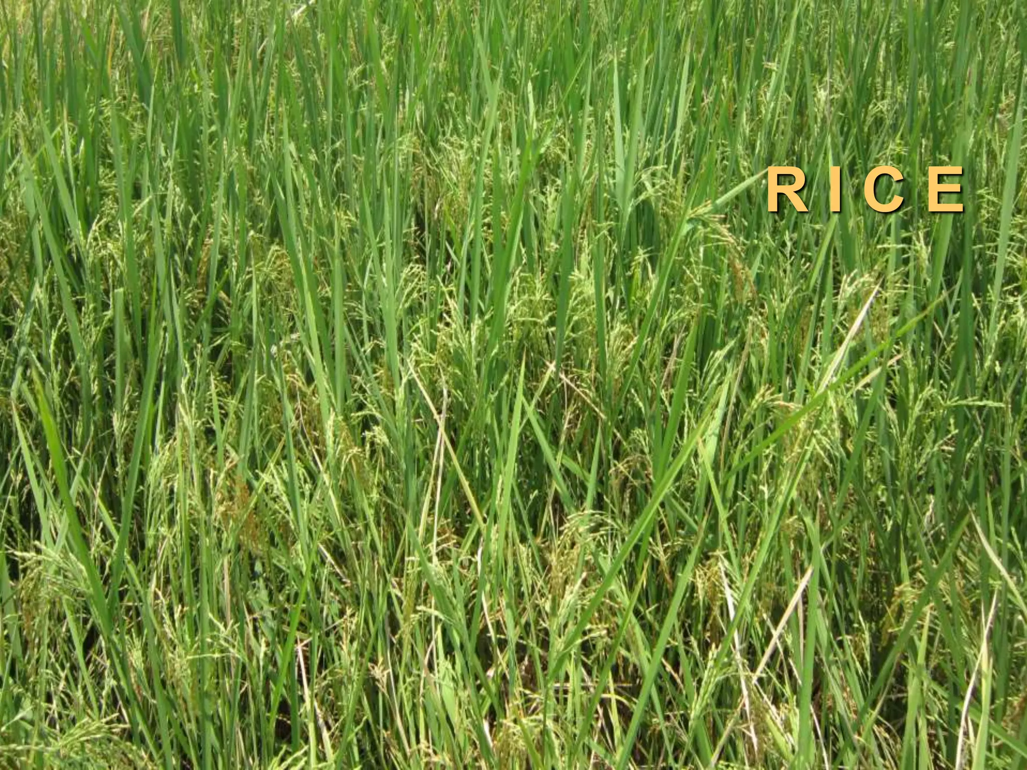 Aflatoxin Contamination in Cereals: Rice, Maize and Sorghum | PPT