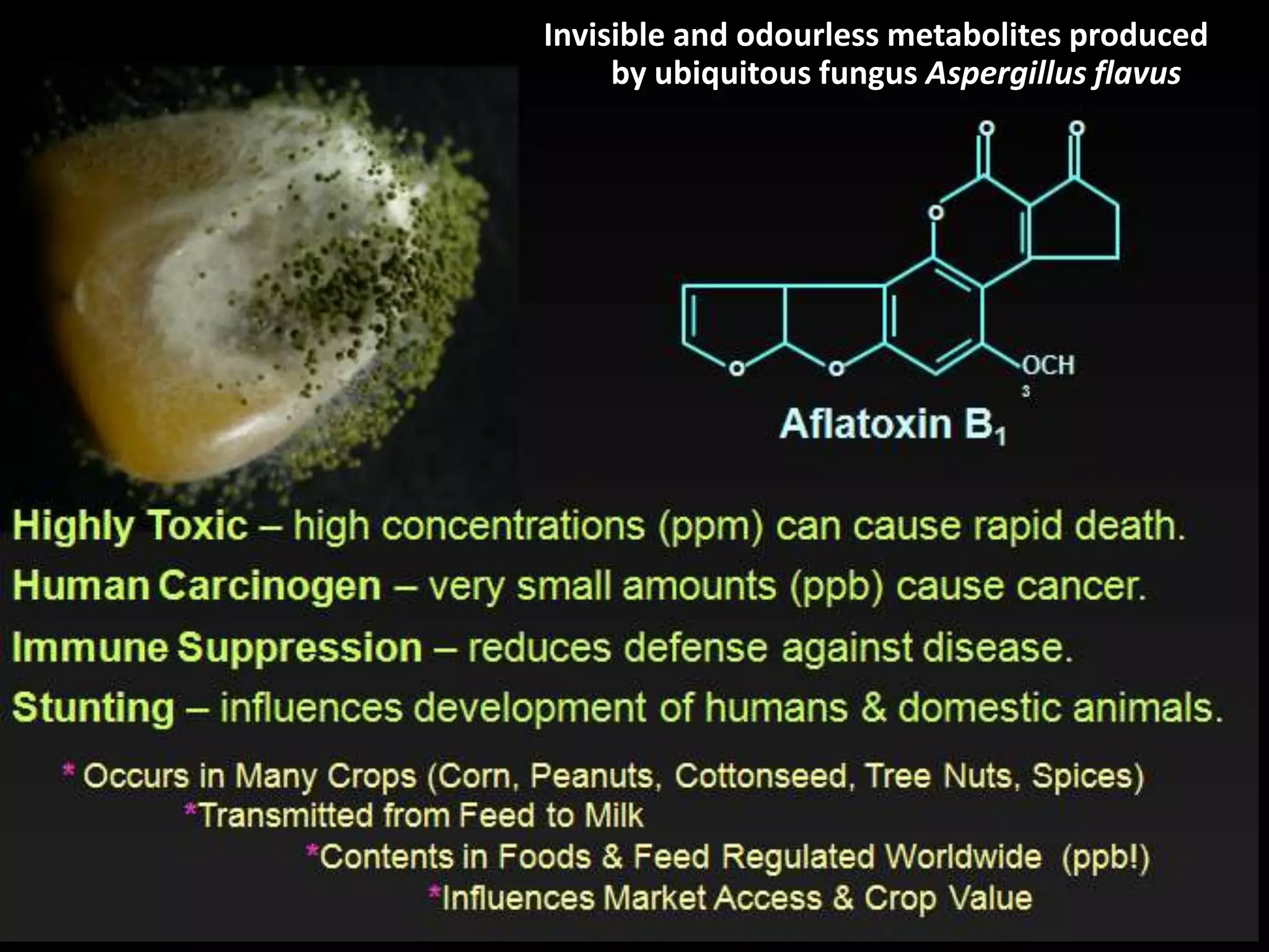 What are aflatoxins? | PPTX