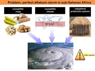 What are aflatoxins? | PPTX