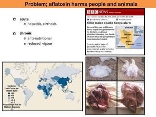 What are aflatoxins?