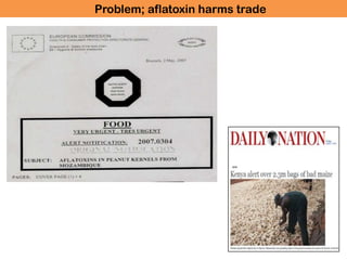 What are aflatoxins?