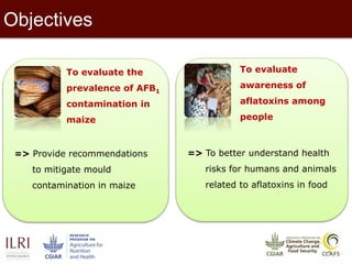 Assessment of aflatoxin B1 contamination in maize and awareness of aflatoxins in Son La province, Vietnam