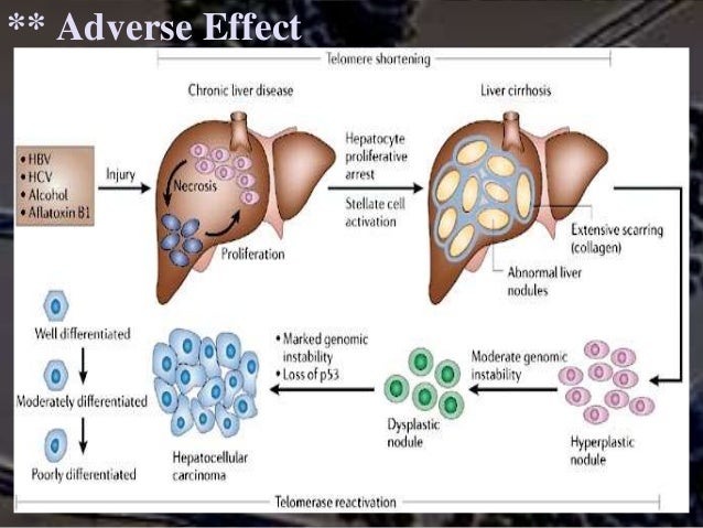 Aflatoxin M1 Incedince In Milk Graduation Project Presentation