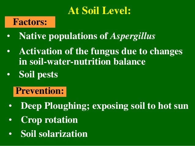 Aflatoxin Management in Groundnut