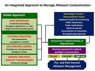 Integrated groundnut aflatoxin management