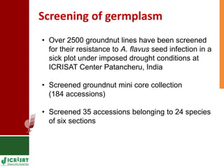 Genetic enhancement of groundnut for resistance to aflatoxin contamination