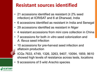 Genetic enhancement of groundnut for resistance to aflatoxin contamination