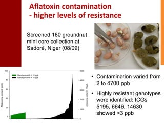Genetic enhancement of groundnut for resistance to aflatoxin contamination