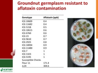 Genetic enhancement of groundnut for resistance to aflatoxin contamination