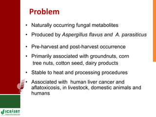 Genetic enhancement of groundnut for resistance to aflatoxin contamination