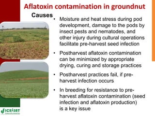 Genetic enhancement of groundnut for resistance to aflatoxin contamination