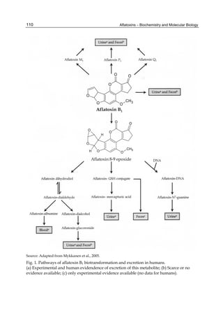 Aflatoxins – Biochemistry and Molecular Biology 
110 
Source: Adapted from Mykkanen et al., 2005. 
Fig. 1. Pathways of aflatoxin B1 biotransformation and excretion in humans. 
(a) Experimental and human evidendence of excretion of this metabolite; (b) Scarce or no 
evidence available; (c) only experimental evidence available (no data for humans). 
 