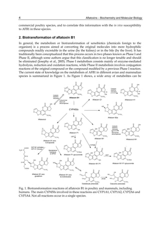 4 
commercial poultry species, and to correlate this information with the in vivo susceptibility 
to AFB1 in these species. 
2. Biotransformation of aflatoxin B1 
In general, the metabolism or biotransformation of xenobiotics (chemicals foreign to the 
organism) is a process aimed at converting the original molecules into more hydrophilic 
compounds readily excretable in the urine (by the kidney) or in the bile (by the liver). It has 
traditionally been conceptualized that this process occurs in two phases known as Phase I and 
Phase II, although some authors argue that this classification is no longer tenable and should 
be eliminated (Josephy et al., 2005). Phase I metabolism consists mainly of enzyme-mediated 
hydrolysis, reduction and oxidation reactions, while Phase II metabolism involves conjugation 
reactions of the original compound or the compound modified by a previous Phase I reaction. 
The current state of knowledge on the metabolism of AFB1 in different avian and mammalian 
species is summarized in Figure 1. As Figure 1 shows, a wide array of metabolites can be 
Aflatoxins – Biochemistry and Molecular Biology 
5 
4 
O 
3 
2 
O 
9 
8 
O 
O O 
O CH3 
OH 
O 
O 
O 
O O 
O CH3 
O 
O 
O 
O 
O O 
OH 
O CH3 
H 
O 
O 
O 
O O 
O CH3 
HO 
H 
Aflatoxin B1 
O 
O 
O 
O O 
OH 
O 
O 
O 
O 
O CH3 
O 
O 
O 
UGT 
O O 
O CH3 
OH 
HO 
N 
COOH 
H N 2 
O 
O S O 
O 
O 
O O 
O CH3 
OH 
COOH 
O 
O 
O 
O OH 
OH 
O CH3 
H 
O 
O 
O 
O OH 
O CH3 
O OH 
O 
O 
O O 
O CH3 
OH 
O 
O 
O 
O O 
OH 
OH 
O 
O 
O 
O O 
O CH3 
OH 
O O 
O 
HO 
O O 
O CH3 
OH 
HO 
O 
O 
O 
O O 
O-Gluc 
OH 
O 
O 
O 
O O 
O-Gluc 
Aflatoxin B1 exo- 
8,9-epoxide 
Aflatoxin Q1 
Aflatoxin B2a 
Aflatoxin M1 
Aflatoxin P1 
Aflatoxicol 
CYP450s 
Aflatoxin B1 exo- 
8,9-dihidrodiol 
Aflatoxin B1 exo-glutathion 
Spontaneous 
hydrolysis 
or EPHX 
GST-M1 (primates) 
GST-A1 (mouse) 
Cytosolic 
NADPH2 
reductase 
Aflatoxicol H1 
Aflatoxicol M1 
CYP450 
Aflatoxin M1-P1 
AFAR 
Dialdehyde phenolate Dialcohol phenolate 
9a 
6a 
Aflatoxin M1-P1-glucuronide 
Aflatoxin P1-glucuronide 
UGT 
Cytosolic/red 
blood cell 
dehydrogenase 
Cytosolic 
NADPH2 
reductase 
Cytosolic 
NADPH2 
reductase 
Microsomal 
dehydrogenase 
Fig. 1. Biotransformation reactions of aflatoxin B1 in poultry and mammals, including 
humans. The main CYP450s involved in these reactions are CYP1A1, CYP1A2, CYP2A6 and 
CYP3A4. Not all reactions occur in a single species. 
 