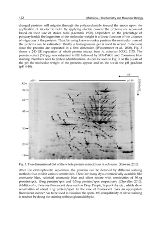 132 
charged proteins will migrate through the polyacrylamide toward the anode upon the 
application of an electric field. By applying electric current the proteins are separated 
based on their size or stokes radii (Laemmli 1970). Dependent on the percentage of 
polyacrylamide the logarithm of the molecular weight is a linear function of the distance 
of migration of the proteins. Thus, by using known marker proteins the molecular mass of 
the proteins can be estimated. Mostly a homogeneous gel is used in second dimension 
since the proteins are separated in a first dimension (Westermeier et al., 2008). Fig. 3 
shows a 2-D GE separation of whole protein extract from A. ochraceus NRRL 5175. The 
protein extract (350 μg) was subjected to IEF followed by SDS-PAGE and Coomassie blue 
staining. Numbers refer to protein identifications. As can be seen in Fig. 3 on the y-axis of 
the gel the molecular weight of the proteins appear and on the x-axis the pH gradient 
(pH 4-10). 
Aflatoxins – Biochemistry and Molecular Biology 
Fig. 3. Two dimensional Gel of the whole protein extract from A. ochraceus (Rizwan, 2010) 
After the electrophoretic separation, the proteins can be detected by different staining 
methods that exhibit various sensitivities. There are many dyes commercially available like 
coomassie blue, colloidal coomassie blue and silver nitrate with sensitivities of 50 ng 
protein/spot, 10 ng protein/spot and 0.5 ng protein/spot respectively (Chevalier 2010). 
Additionally, there are fluorescent dyes such as Deep Purple, Sypro Ruby etc., which show 
sensitivities of about 1 ng protein/spot. In the case of fluorescent dyes an appropriate 
fluorescent scanner has to be used to visualize the spots. MS-compatibility of silver staining 
is reached by doing the staining without glutaraldehyde. 
 