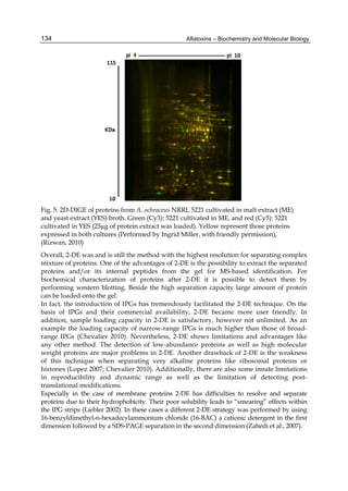 Aflatoxins – Biochemistry and Molecular Biology 
134 
Fig. 5. 2D-DIGE of proteins from A. ochraceus NRRL 5221 cultivated in malt extract (ME) 
and yeast extract (YES) broth. Green (Cy3): 5221 cultivated in ME, and red (Cy5): 5221 
cultivated in YES (25μg of protein extract was loaded). Yellow represent those proteins 
expressed in both cultures (Performed by Ingrid Miller, with friendly permission), 
(Rizwan, 2010) 
Overall, 2-DE was and is still the method with the highest resolution for separating complex 
mixture of proteins. One of the advantages of 2-DE is the possibility to extract the separated 
proteins and/or its internal peptides from the gel for MS-based identification. For 
biochemical characterization of proteins after 2-DE it is possible to detect them by 
performing western blotting. Beside the high separation capacity large amount of protein 
can be loaded onto the gel. 
In fact, the introduction of IPGs has tremendously facilitated the 2-DE technique. On the 
basis of IPGs and their commercial availability, 2-DE became more user friendly. In 
addition, sample loading capacity in 2-DE is satisfactory, however not unlimited. As an 
example the loading capacity of narrow-range IPGs is much higher than those of broad-range 
IPGs (Chevalier 2010). Nevertheless, 2-DE shows limitations and advantages like 
any other method. The detection of low-abundance proteins as well as high molecular 
weight proteins are major problems in 2-DE. Another drawback of 2-DE is the weakness 
of this technique when separating very alkaline proteins like ribosomal proteins or 
histones (Lopez 2007; Chevalier 2010). Additionally, there are also some innate limitations 
in reproducibility and dynamic range as well as the limitation of detecting post-translational 
modifications. 
Especially in the case of membrane proteins 2-DE has difficulties to resolve and separate 
proteins due to their hydrophobicity. Their poor solubility leads to “smearing” effects within 
the IPG strips (Liebler 2002). In these cases a different 2-DE strategy was performed by using 
16-benzyldimethyl-n-hexadecylammonium chloride (16-BAC) a cationic detergent in the first 
dimension followed by a SDS-PAGE separation in the second dimension (Zahedi et al., 2007). 
 