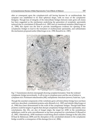 A Comprehensive Review of Male Reproductive Toxic Effects of Aflatoxin 
187 
after or consequent upon the cytoplasm-rich cell having become bi- or multinucleate, the 
symplast was established to its final spherical shape, with no trace of the cytoplasmic 
bridge(s). Though loss of integrity of the intercellular bridges between male germ cell clones 
has been suggested as the mechanism underlying the generation of symplastic spermatids 
induced due to cytochalasin D (Russell et al., 1987) and sys insertional mutation (MacGregor et 
al., 1990), this report was the first to provide unambiguous evidence for opening of the 
cytoplasmic bridges to lead to the formation of multinucleate spermatids, and substantiates 
the mechanism proposed earlier (MacGregor et al., 1990; Russell et al., 1987). 
Fig. 7. Transmission electron micrograph showing symplast formation. Note the widened 
cytoplasmic bridge (arrowheads). A cell on top is cytoplasm poor and the one at bottom is 
cytoplasm rich. Prominant mitochondria (MI), endoplasmic reticulum (arrows). Scale bar, 1 μm. 
Though the essential components of the vertebrate germ cell intercellular bridge have not been 
until now described, cytoskeletal proteins actin (Russell et al., 1987) and tubulin (MacGregor et 
al., 1990) have been demonstrated in the walls of the cytoplasmic bridges. Though both these 
proteins could be targets of agents that disrupt cytoplasmic bridges between spermatids, since 
cytochalasins, like AFs, are also of fungal origin, the target for AFB1 in the seminiferous 
epithelium could be actin microfilaments as has been proposed for cytochalasin D (Russell et 
al., 1987). Alternatively, AFB1 treatment would bring about oxidative damage to the cells (Abu 
El-Saad & Mahmoud, 2009) and the disruption of the cytoskeletal element in the cytoplasmic 
bridge would be a consequence of this damage (Lin et al., 2006). 
 
